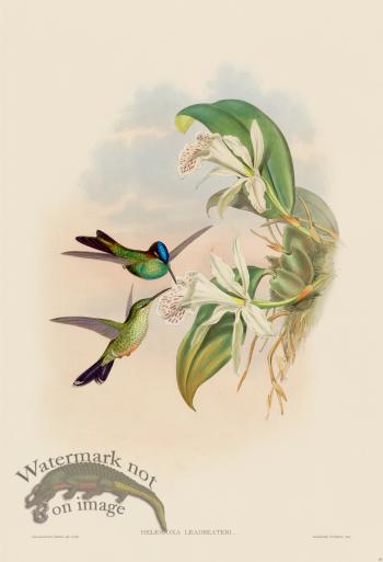 Gould Hummingbird 097
